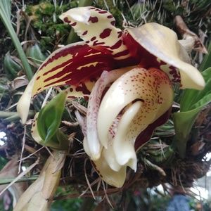 Meet your Posher, Briss-ann